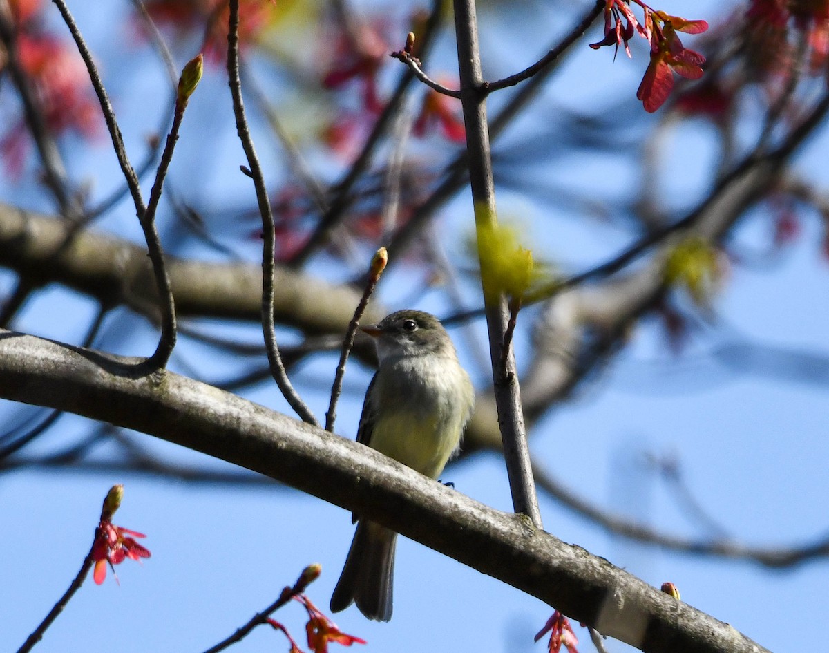 Least Flycatcher - Richard Akers