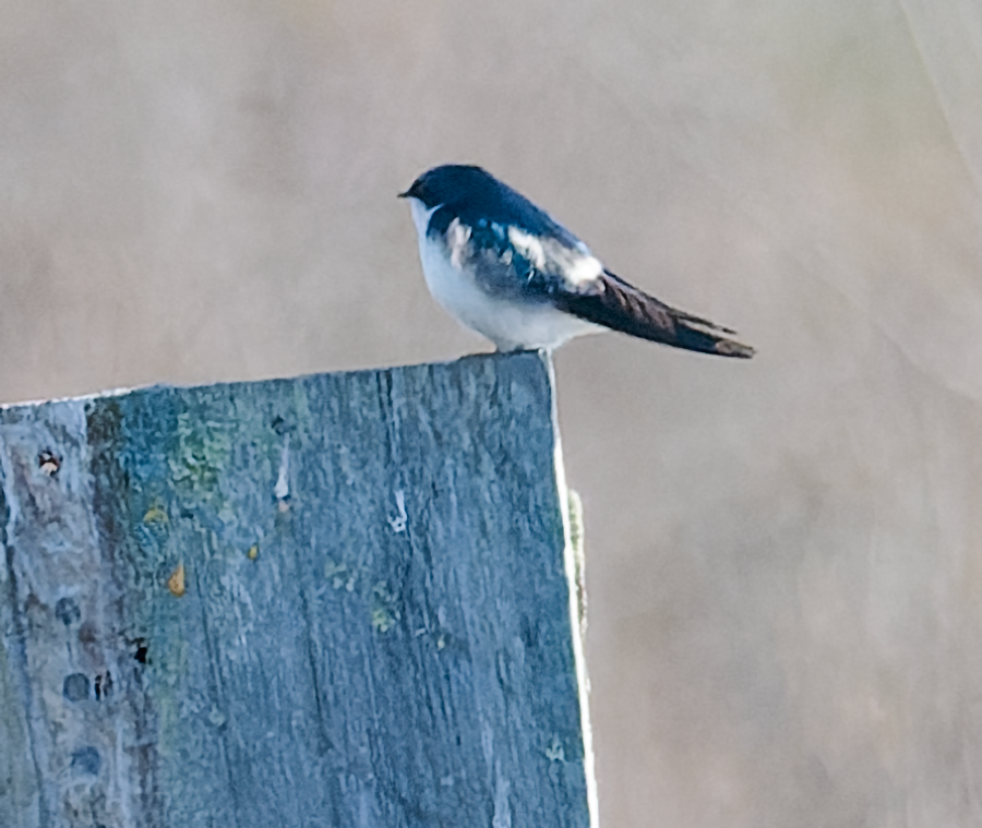 Tree Swallow - ML618081367