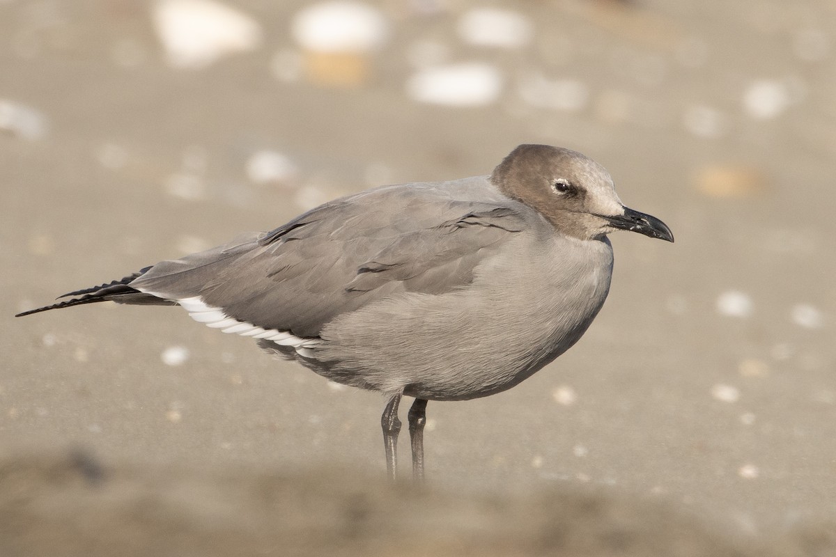 Gray Gull - Pablo Andrés Cáceres Contreras