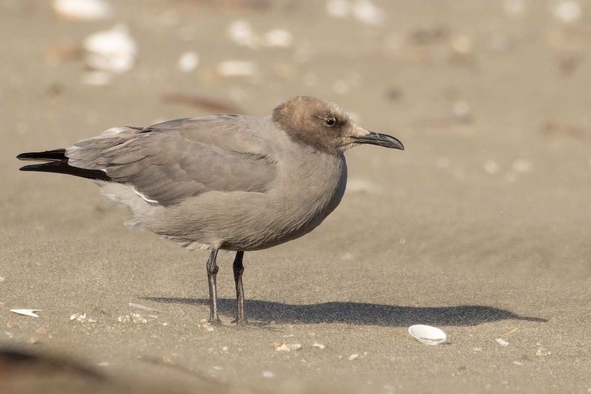 Gray Gull - Pablo Andrés Cáceres Contreras