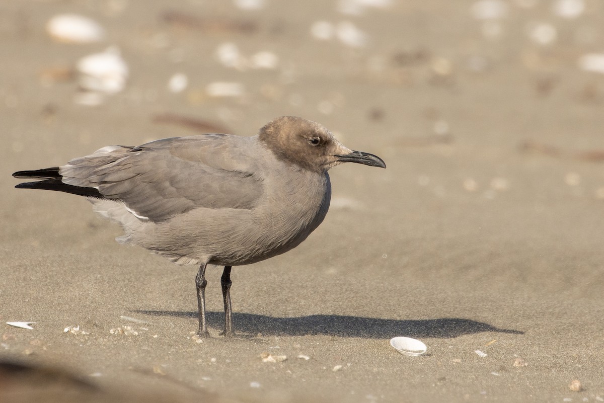 Gray Gull - Pablo Andrés Cáceres Contreras