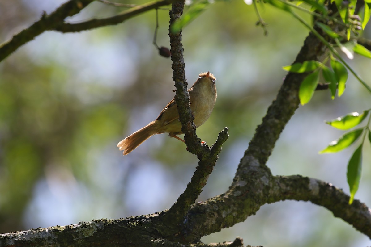 Brownish-flanked Bush Warbler - Ko Cheng