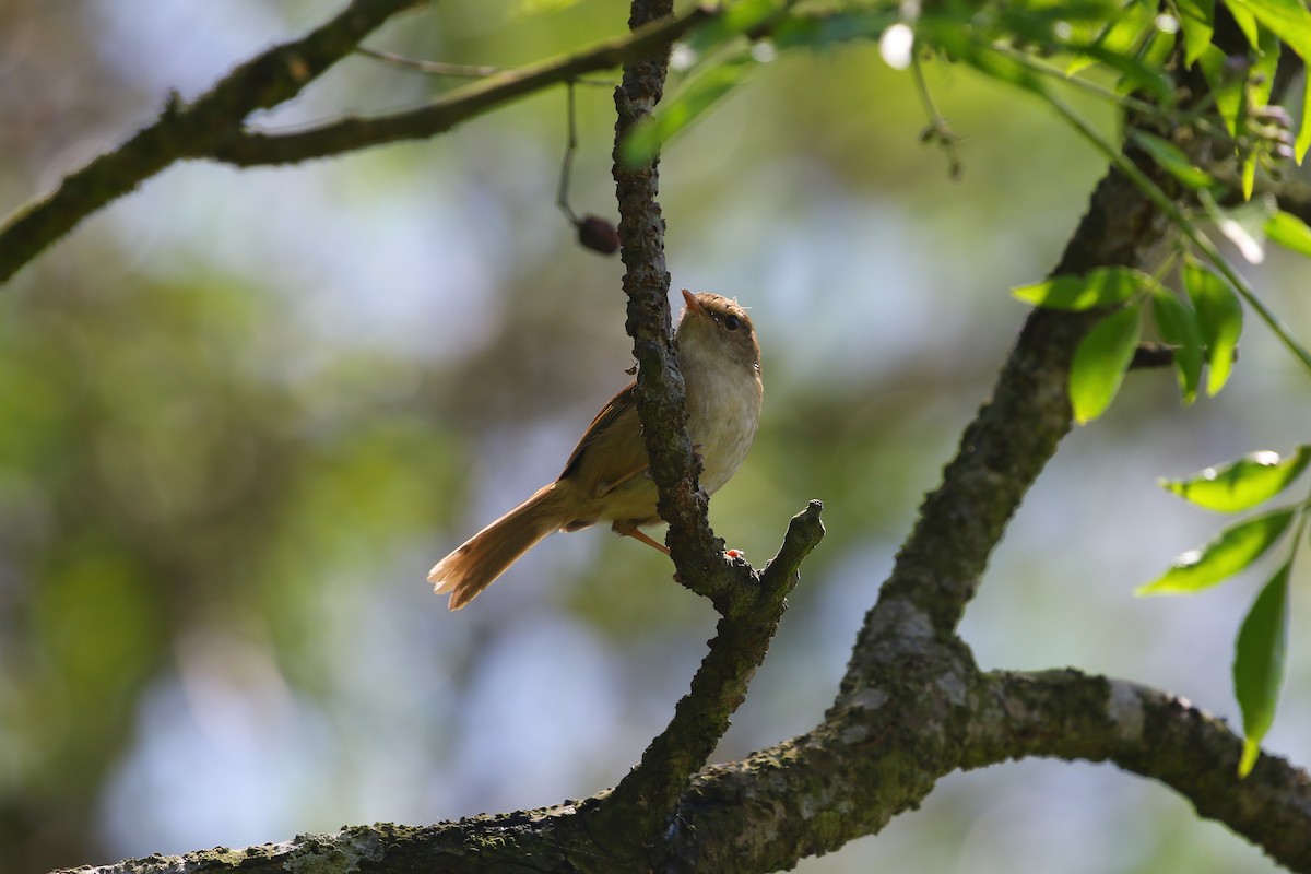 Brownish-flanked Bush Warbler - Ko Cheng