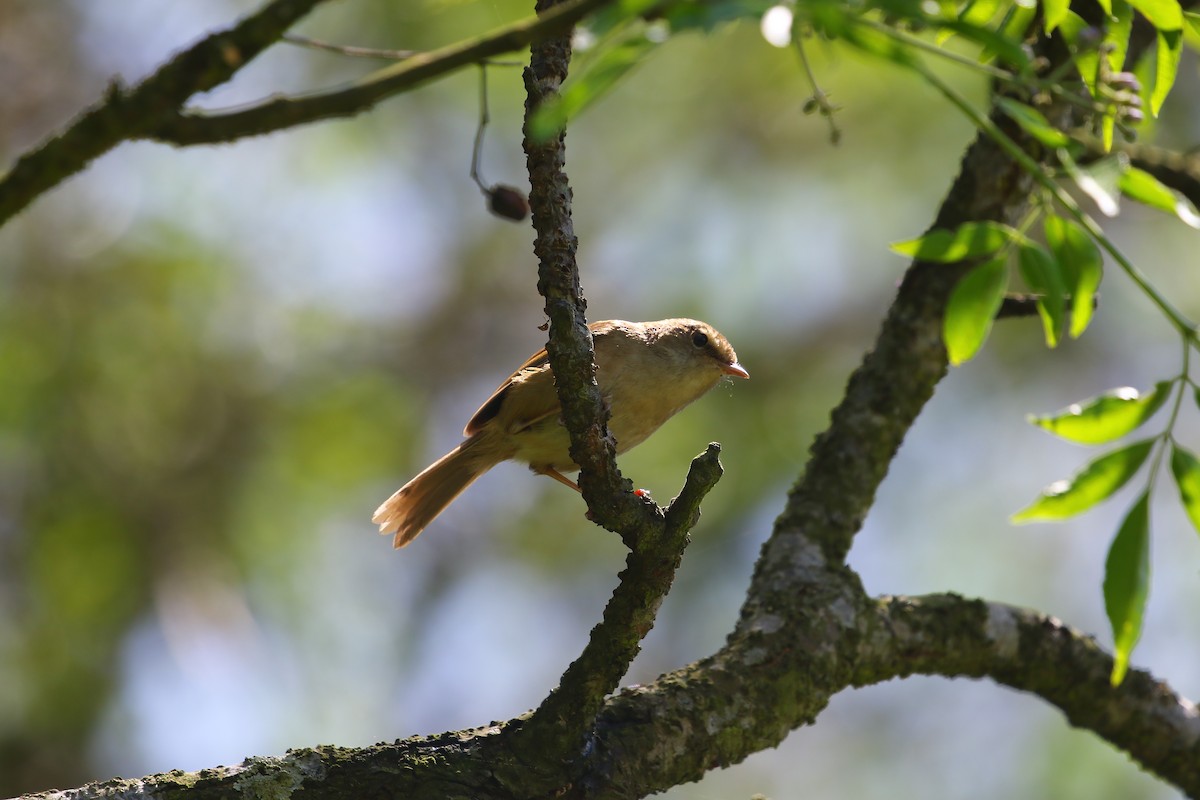 Brownish-flanked Bush Warbler - ML618081387