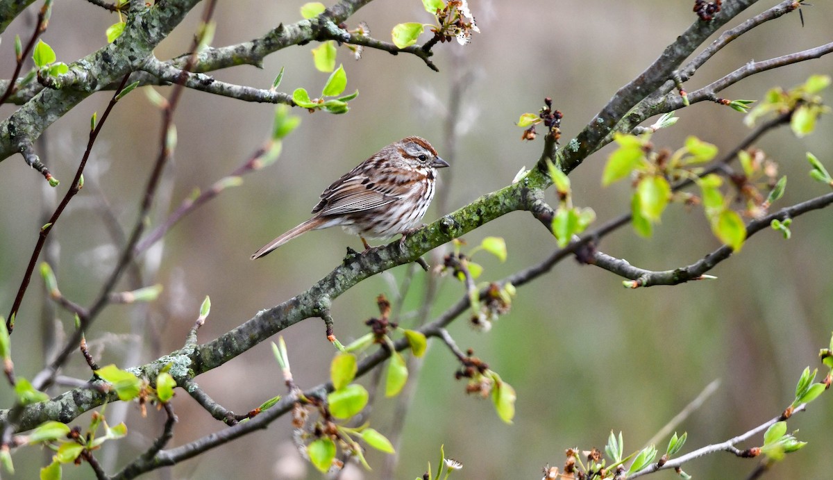 Song Sparrow - ML618081395