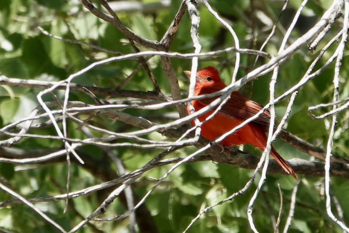 Summer Tanager - Sara Griffith