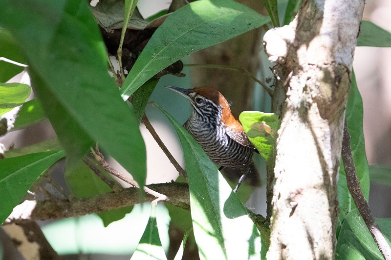 Riverside Wren - ML618081420