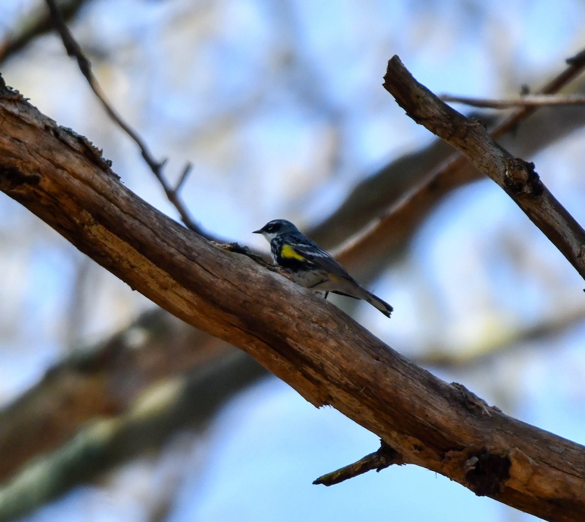 Yellow-rumped Warbler - Richard Akers