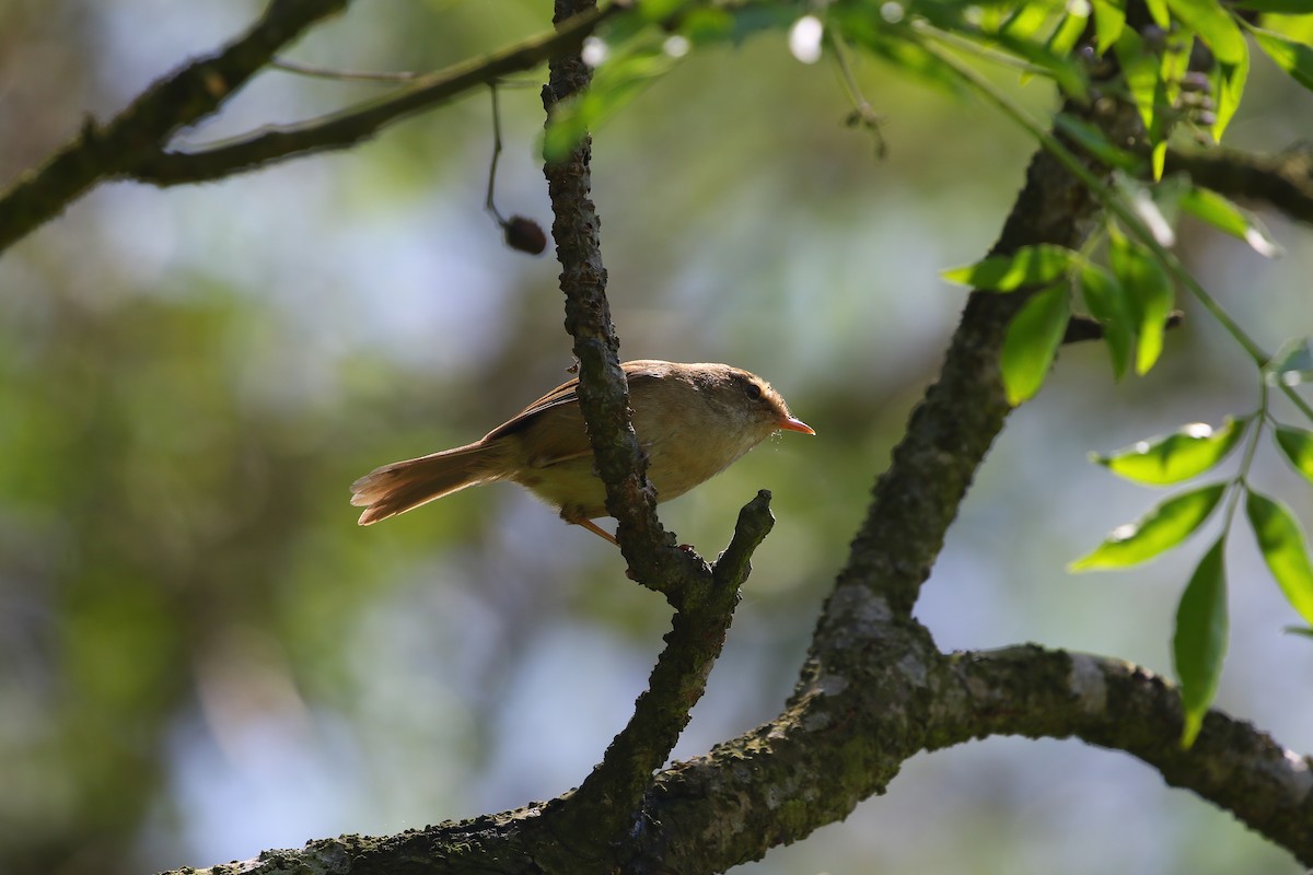 Brownish-flanked Bush Warbler - Ko Cheng