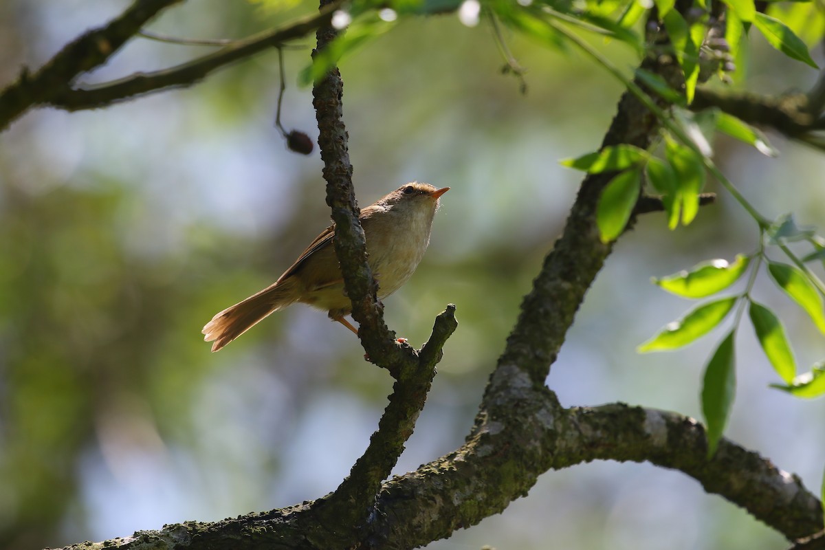 Brownish-flanked Bush Warbler - ML618081457