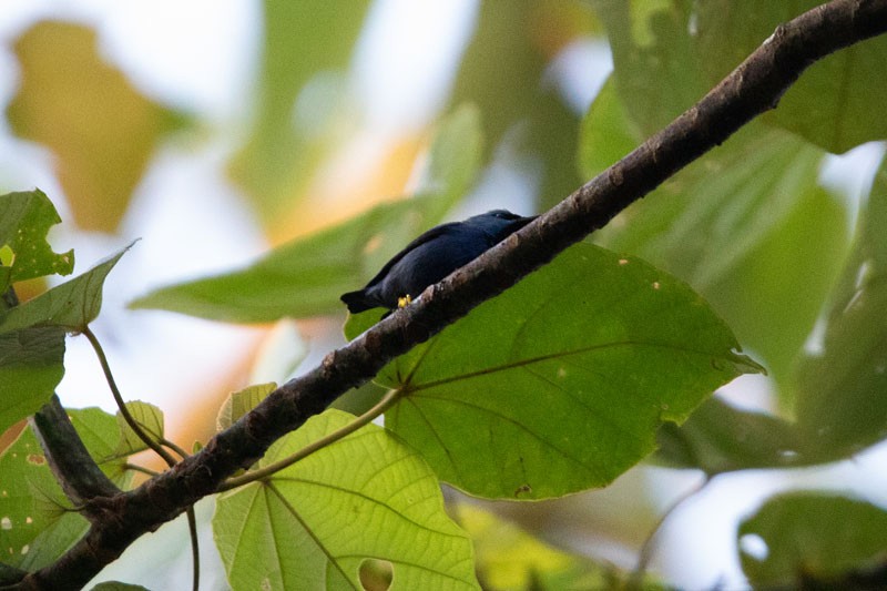 Shining Honeycreeper - ML618081458