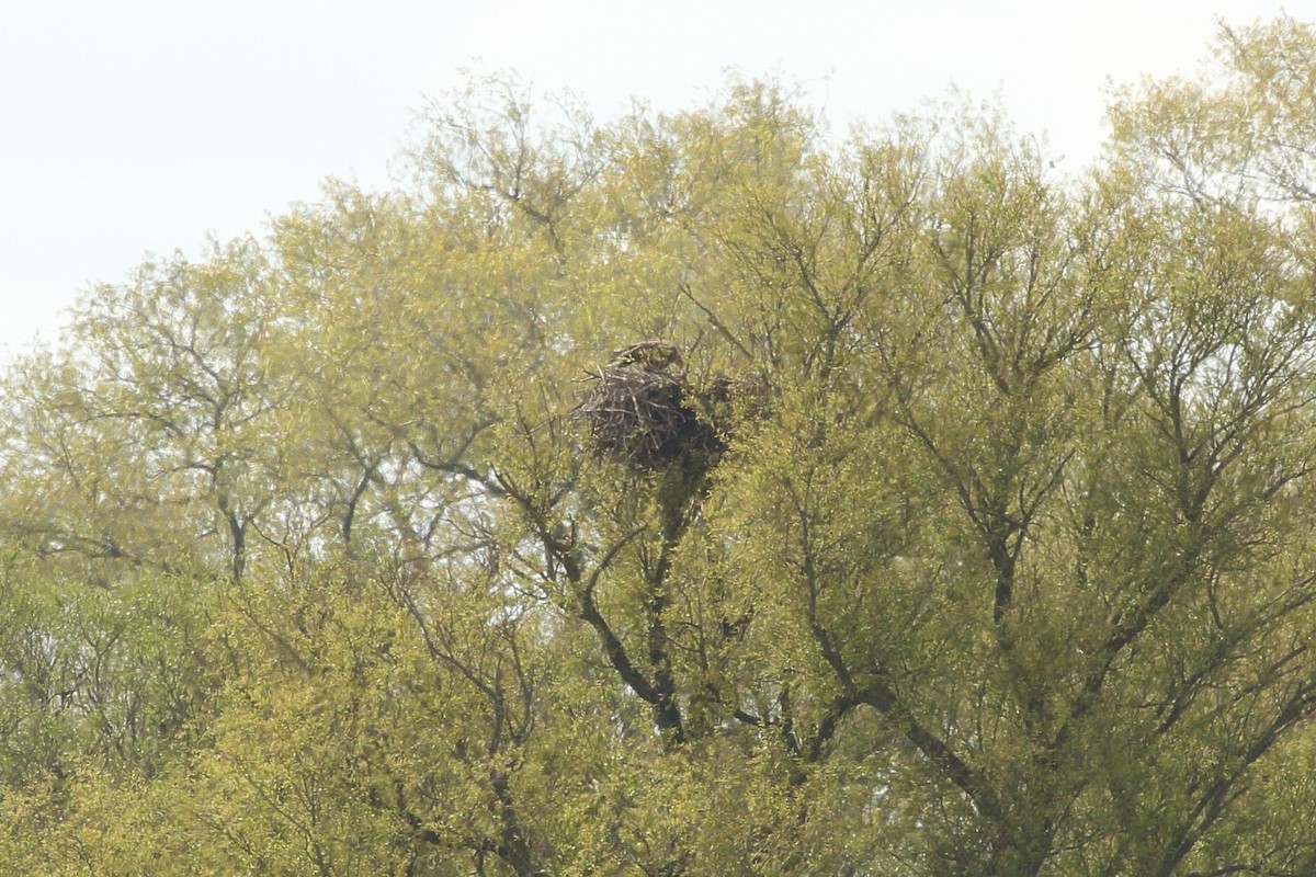 White-tailed Eagle - Simon Feys