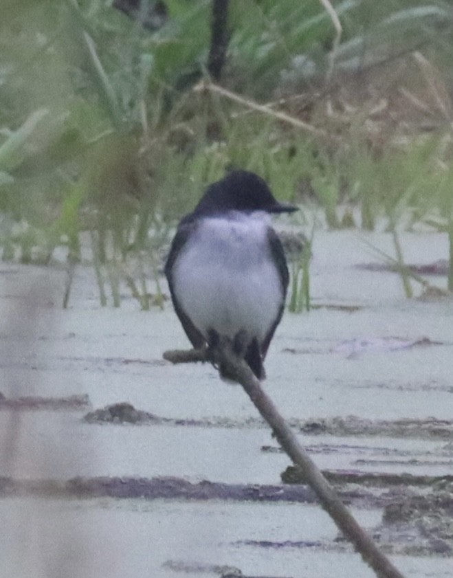 Eastern Kingbird - ML618081462