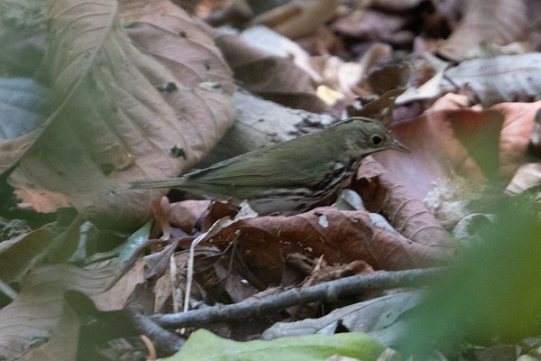 Ovenbird - ML618081472