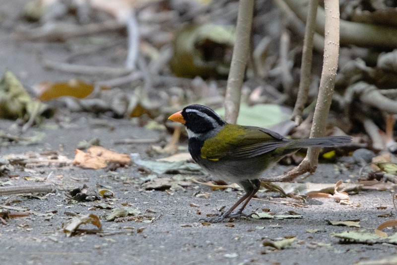 Orange-billed Sparrow - ML618081475