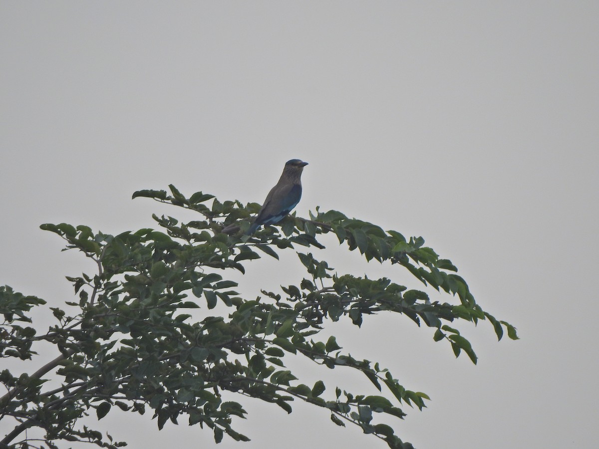 Indian Roller - Jayendra Rakesh Yeka