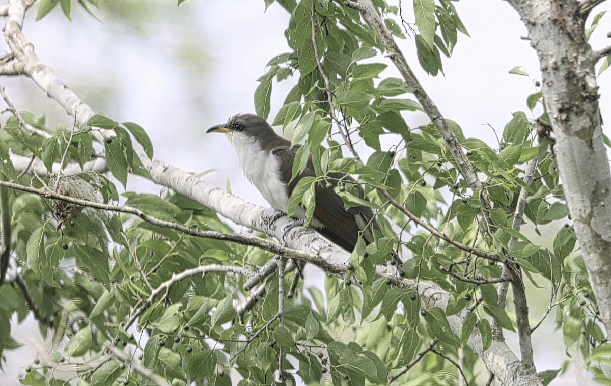 Yellow-billed Cuckoo - Douglas Hall