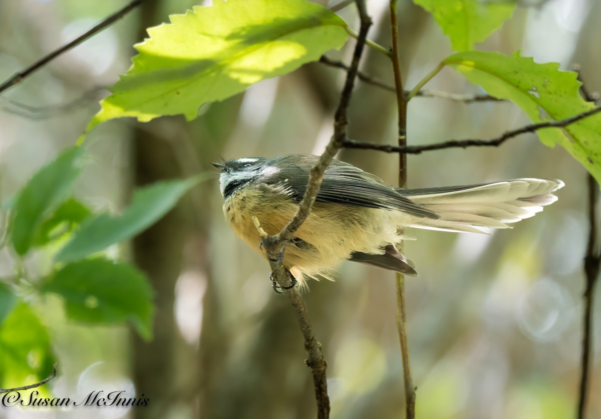 New Zealand Fantail - ML618081503