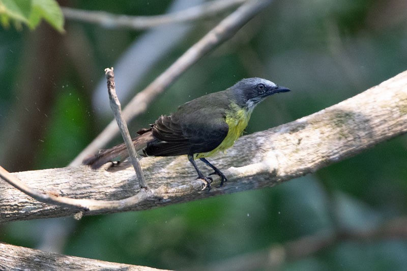 Gray-capped Flycatcher - ML618081522