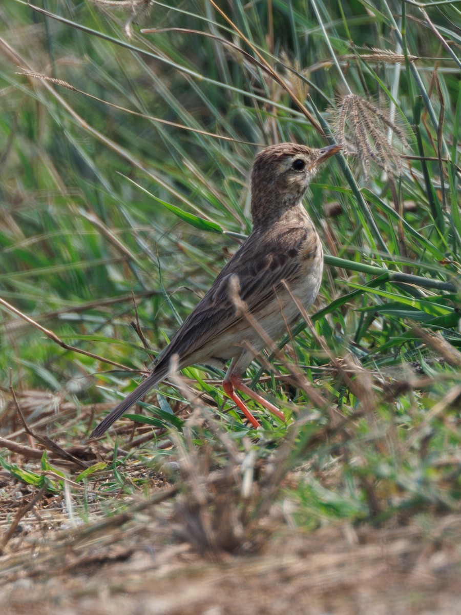 Paddyfield Pipit - Ng SH