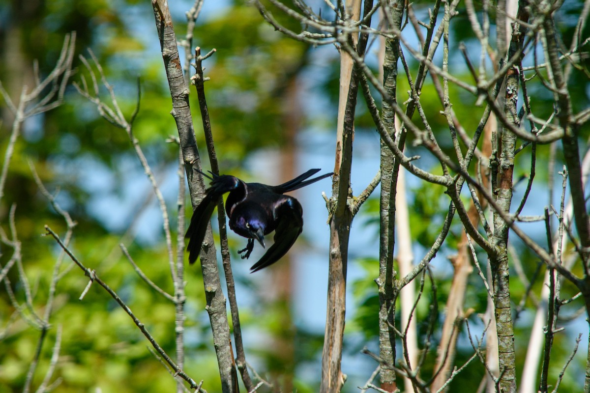 Common Grackle - Kelly Hutchinson