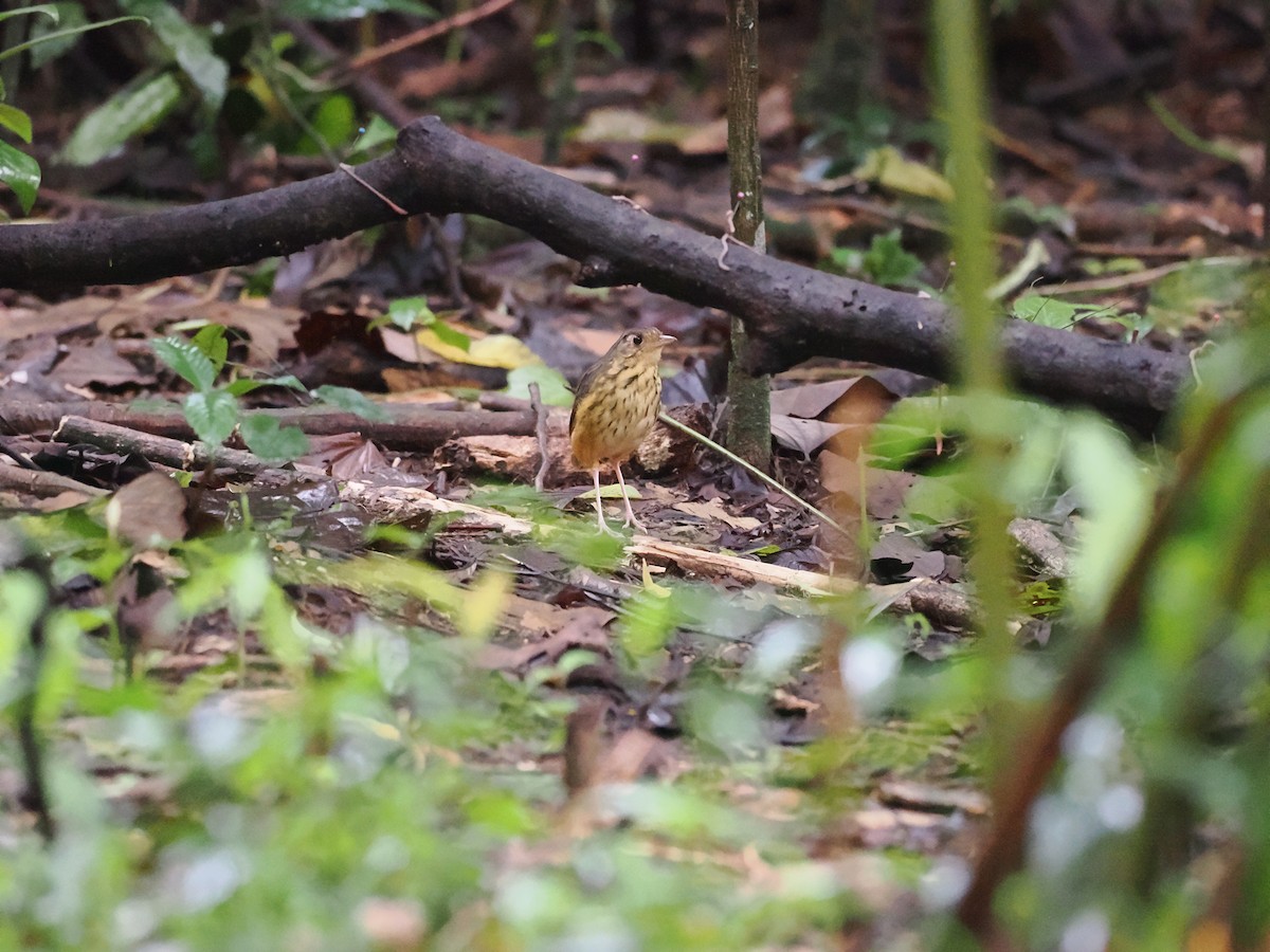 Amazonian Antpitta - ML618081538