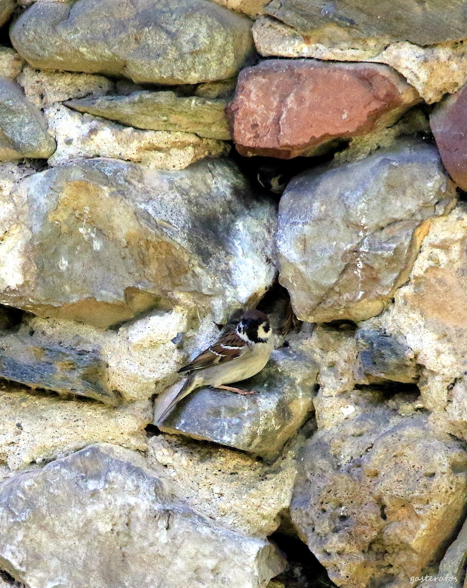 Eurasian Tree Sparrow - ML618081541