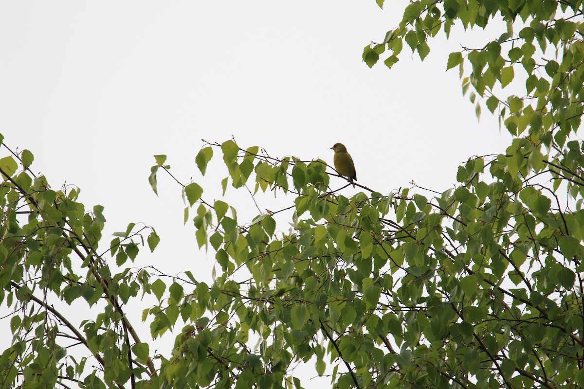 European Greenfinch - Kuang-Ping Yu