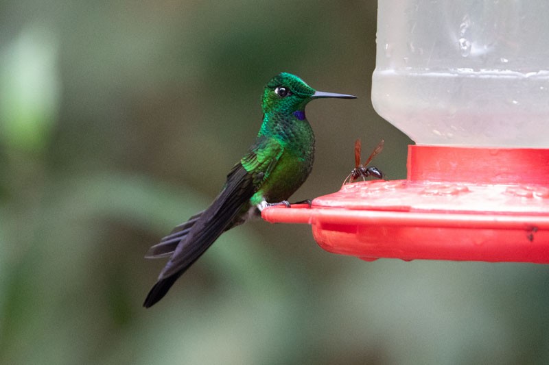 Green-crowned Brilliant - ML618081553