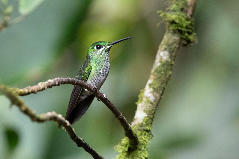 Green-crowned Brilliant - ML618081557