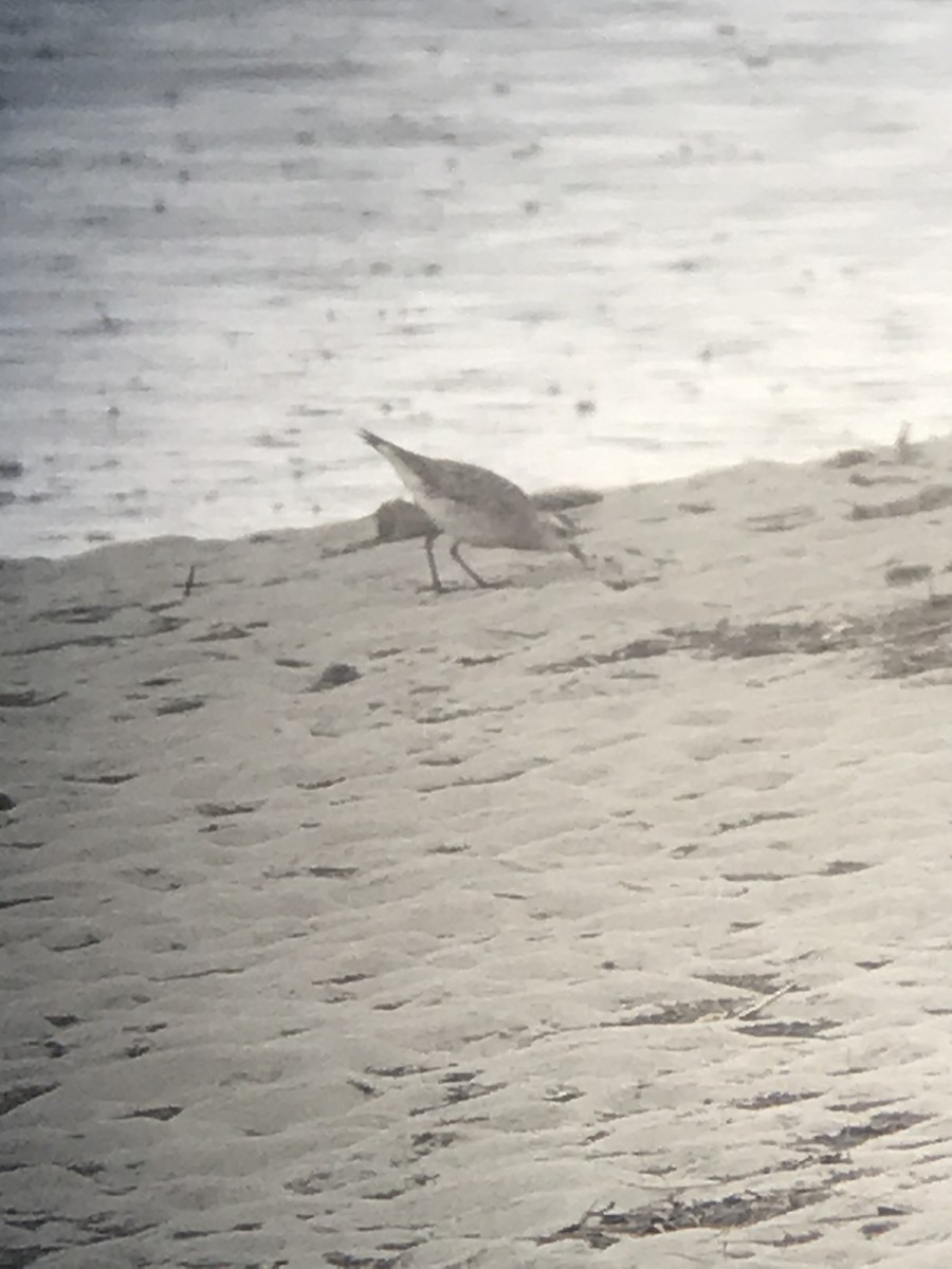 American Golden-Plover - ML618081558