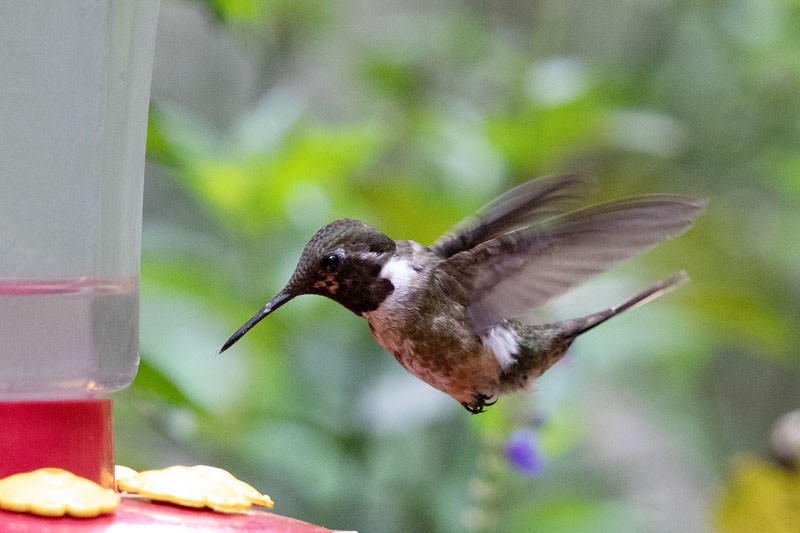 Magenta-throated Woodstar - ML618081582