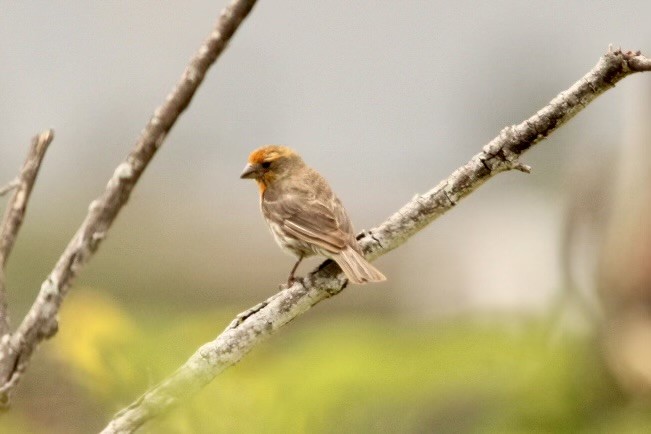 House Finch - Judy Brunner