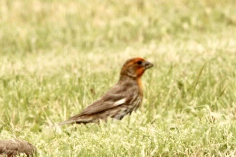 House Finch - Judy Brunner