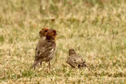 House Finch - Judy Brunner