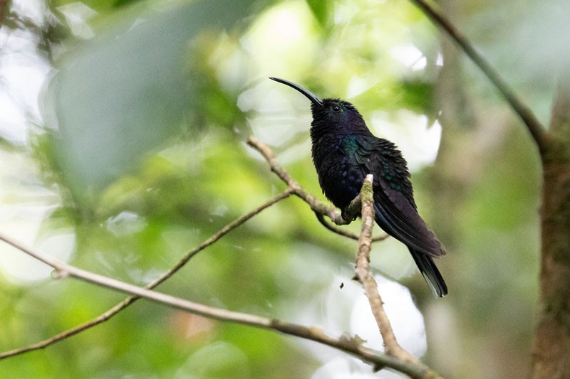 Violet Sabrewing - ML618081609