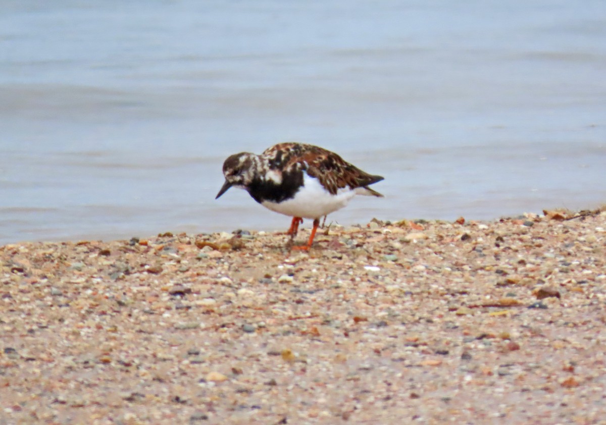 Ruddy Turnstone - Francisco Javier Calvo lesmes