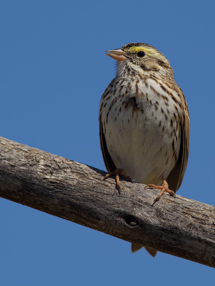 Savannah Sparrow - ML618081621