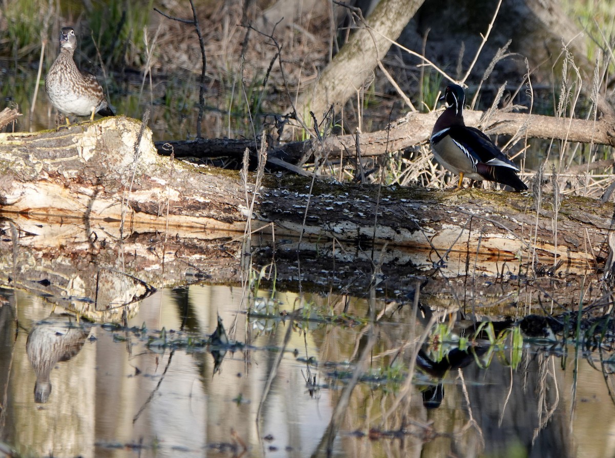 Wood Duck - ML618081627