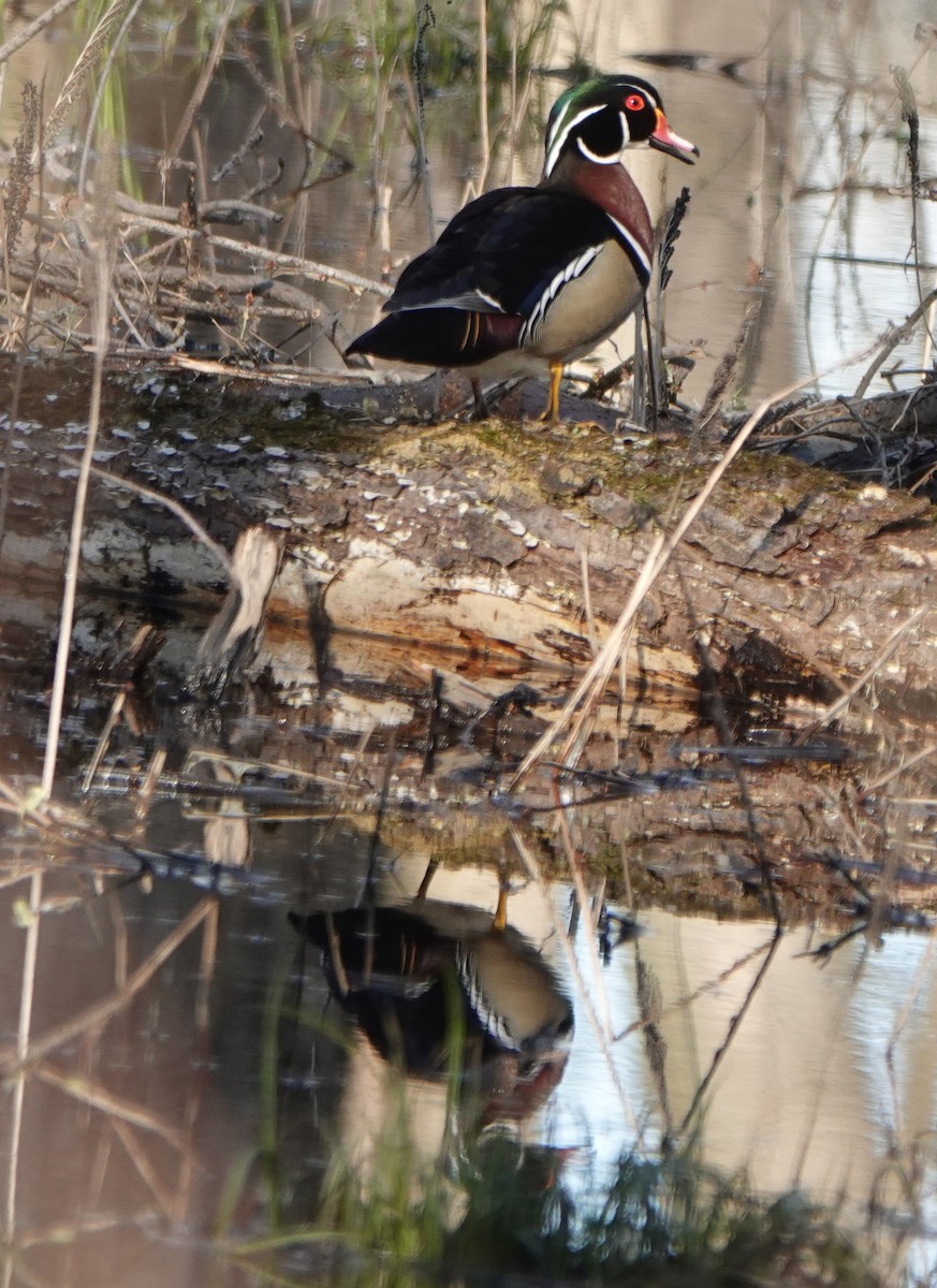 Wood Duck - ML618081628