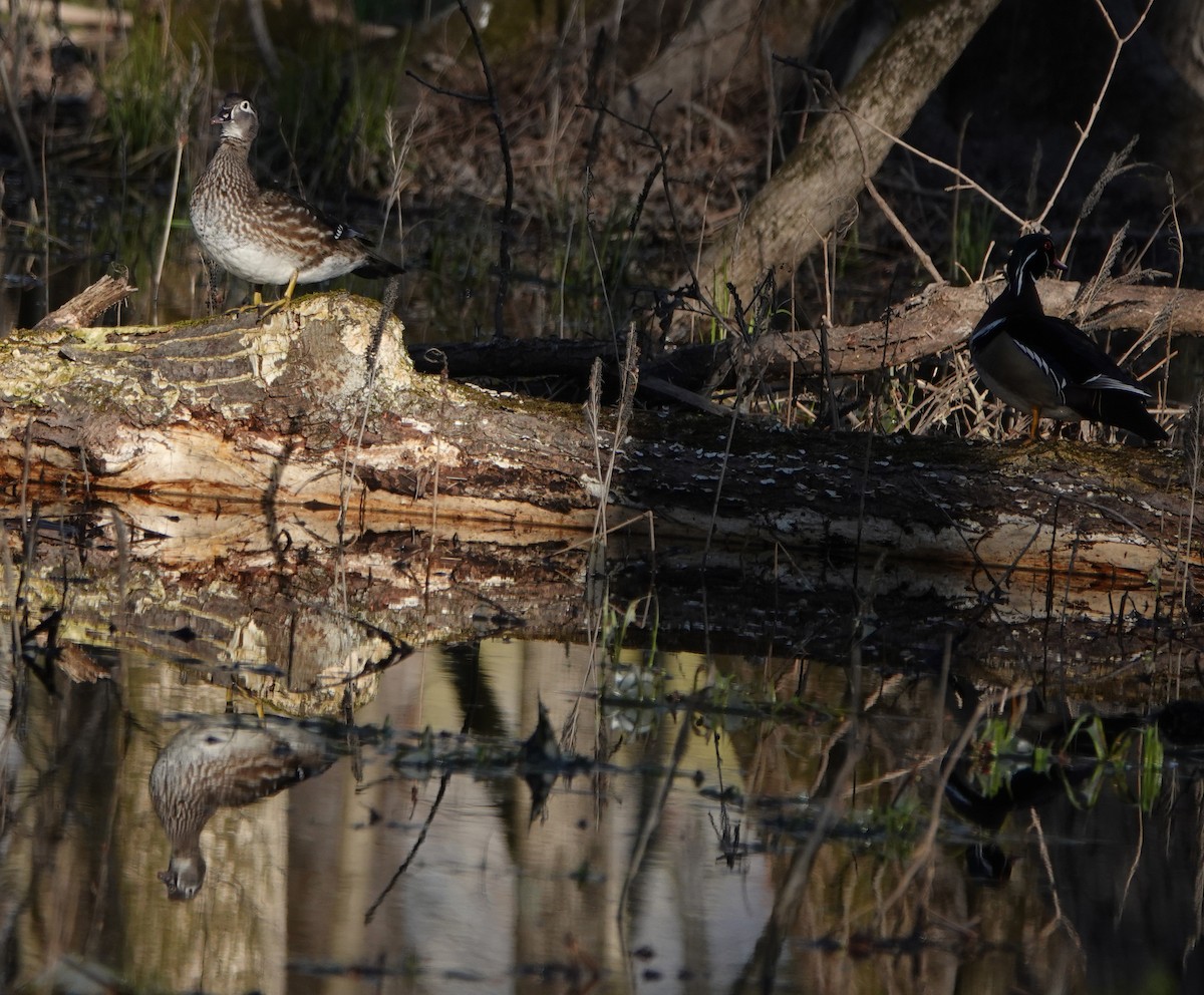 Wood Duck - Daniel Smith