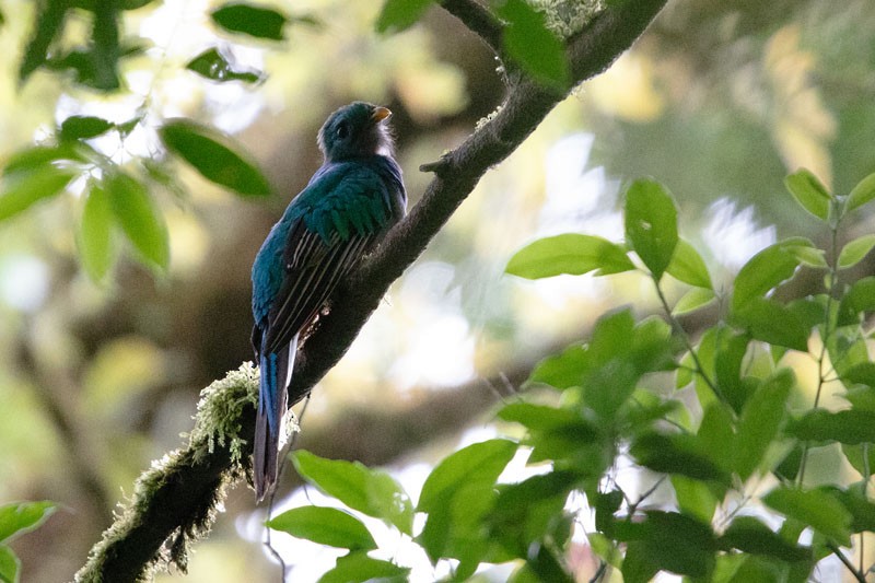 Resplendent Quetzal - ML618081630