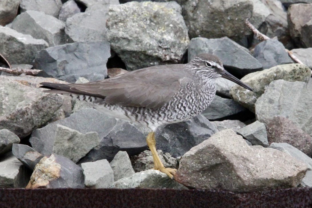 Wandering Tattler - Judy Brunner