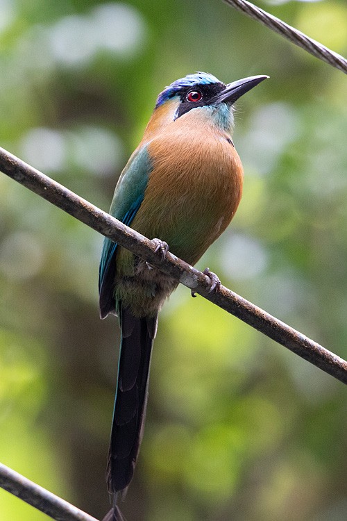 Lesson's Motmot - ML618081640