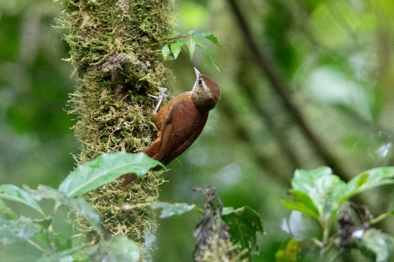 Ruddy Treerunner - ML618081652