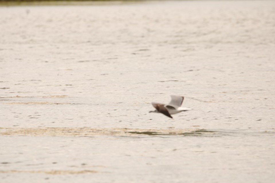 Mouette atricille - ML618081662