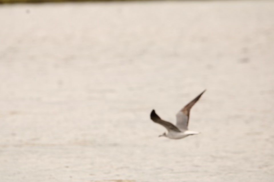 Laughing Gull - Judy Brunner