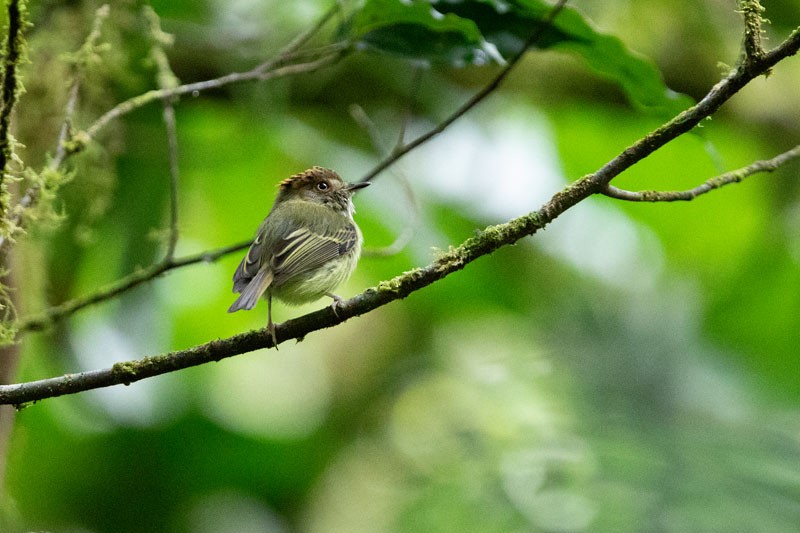 Scale-crested Pygmy-Tyrant - ML618081666