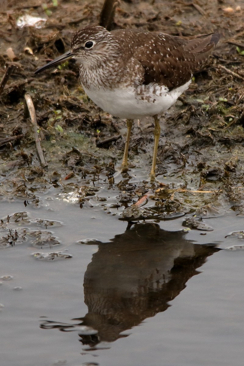 Solitary Sandpiper - Aaron Oppelt