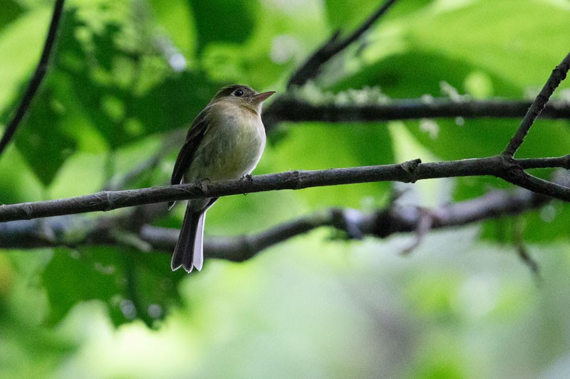 Yellowish Flycatcher - ML618081677